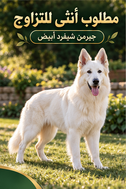 مطلوب أنثى جيرمن شيفرد أبيض للتزاوج